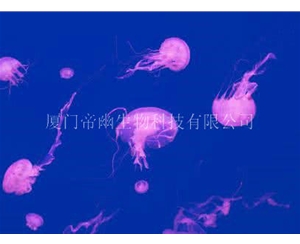 紫紋海刺水母