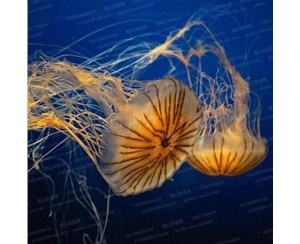 黑星海刺水母